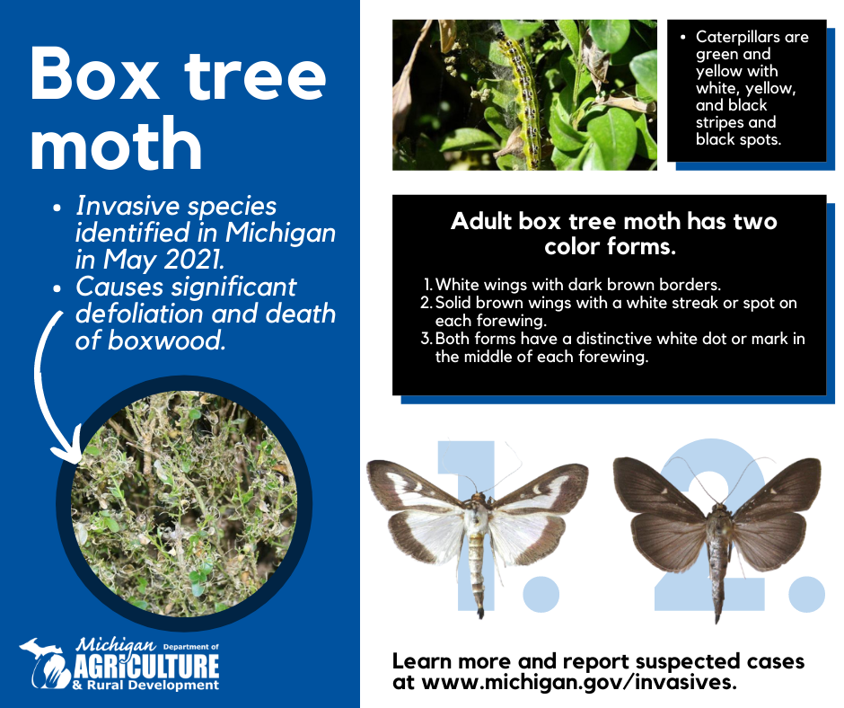 Box Tree Moth Infographic