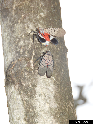 Spotted lanternfly wings