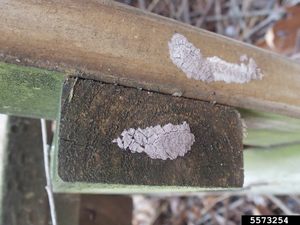 Spotted lanternfly egg mass