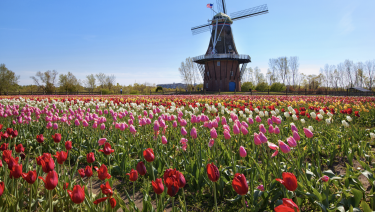 Holland, MI tulips