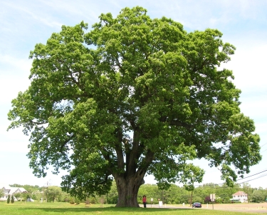 Oak tree